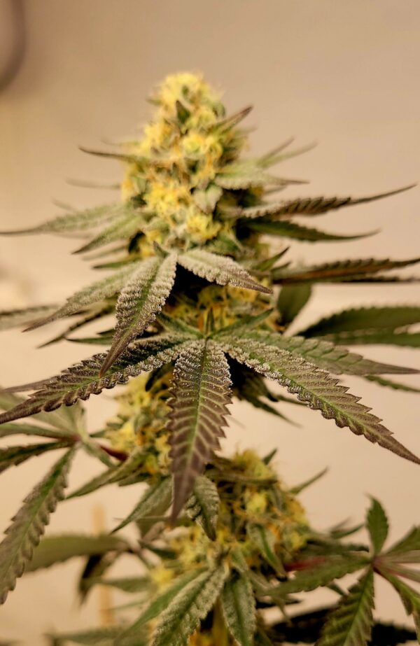 Creamy Greases S1 6 Feminized Seeds - Image 7
