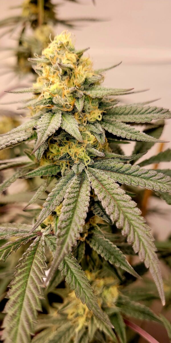 Creamy Greases S1 6 Feminized Seeds - Image 6