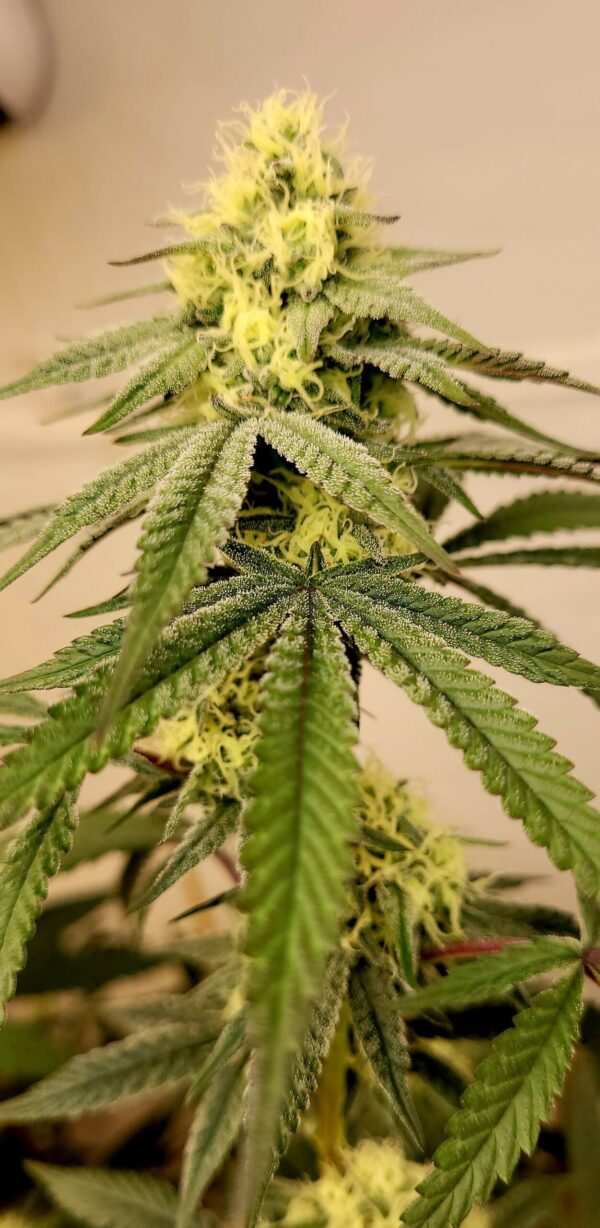 Creamy Greases S1 6 Feminized Seeds - Image 3