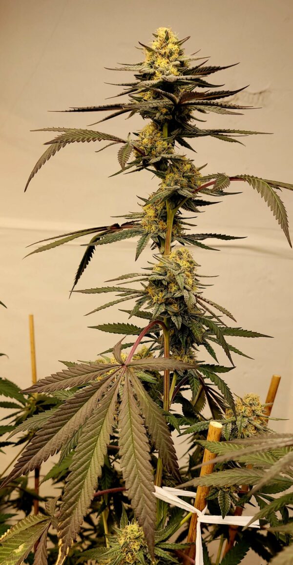 Creamy Greases S1 6 Feminized Seeds - Image 4