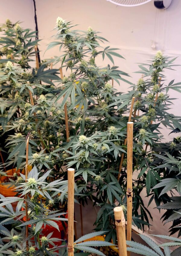 Creamy Greases S1 6 Feminized Seeds - Image 5