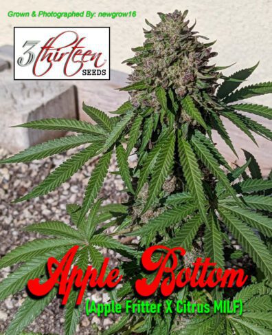Apple Bottom (Apple Fritter x Citrus MILF) F1 7 Feminized Seeds