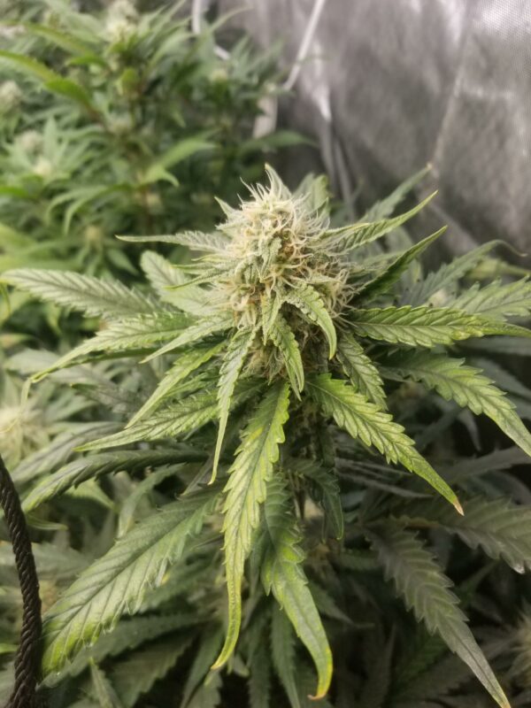 Auto Maiden F5 5 Feminized Autoflower Seeds - Image 5