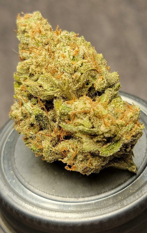 Auto Maiden F5 5 Feminized Autoflower Seeds - Image 9