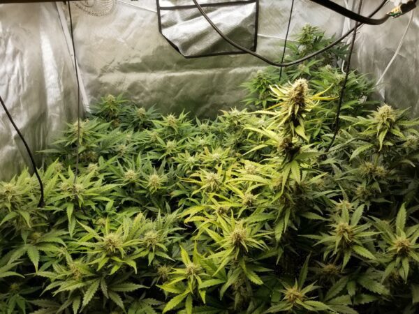 Auto Maiden F5 5 Feminized Autoflower Seeds - Image 6