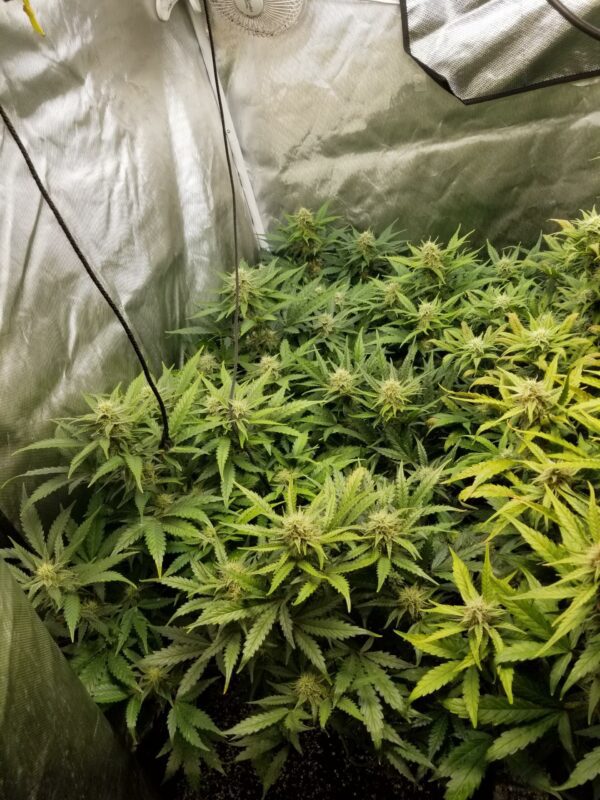 Auto Maiden F5 5 Feminized Autoflower Seeds - Image 7