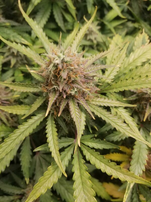 Auto Maiden F5 5 Feminized Autoflower Seeds - Image 4