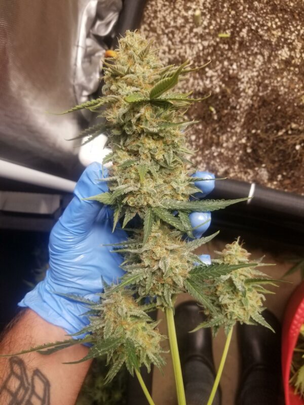 Auto Maiden F5 5 Feminized Autoflower Seeds - Image 2