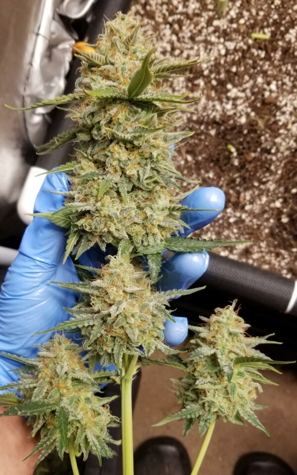 Auto Maiden F5 5 Feminized Autoflower Seeds - Image 3