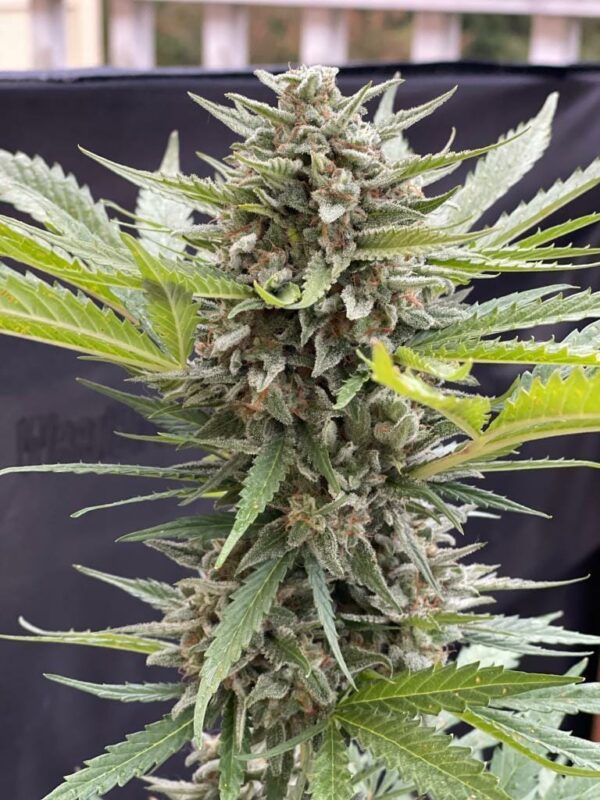 Auto Maiden F5 5 Feminized Autoflower Seeds