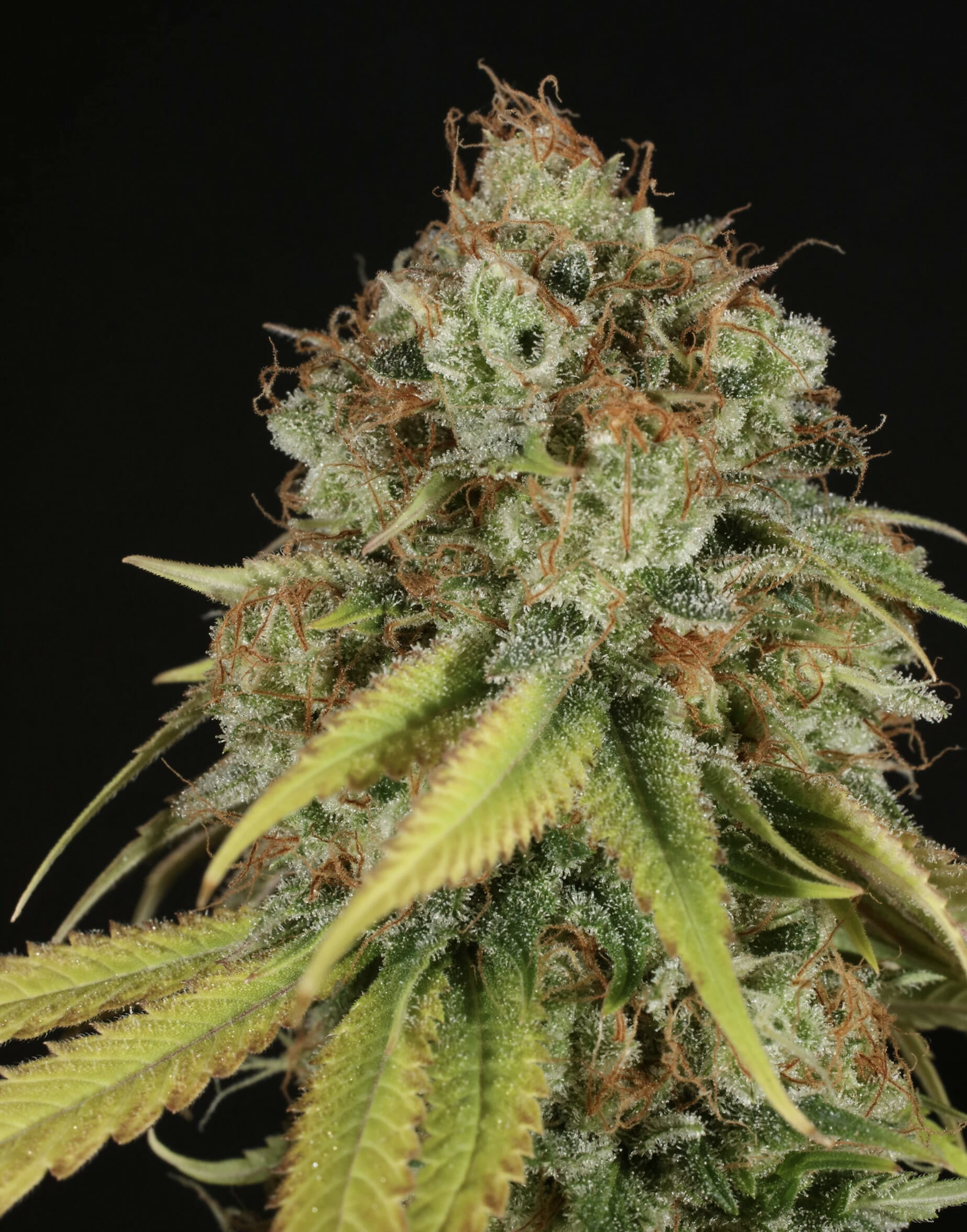 Dandelion Gum V3 (Pre 98 Bubba Kush x Super Silver Pupil) 7 Feminized Seeds - Image 5