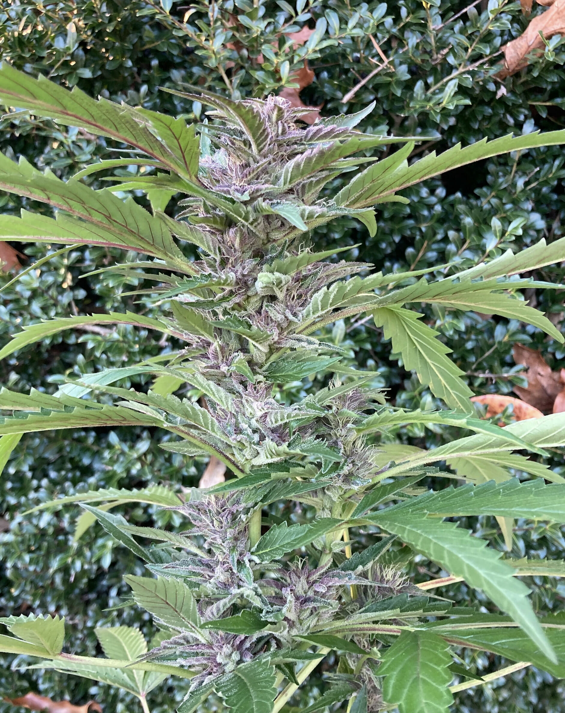 Dandelion Gum V3 (Pre 98 Bubba Kush x Super Silver Pupil) 7 Feminized Seeds - Image 2