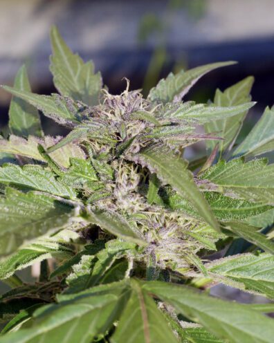 Dandelion Gum V3 (Pre 98 Bubba Kush x Super Silver Pupil) 7 Feminized Seeds