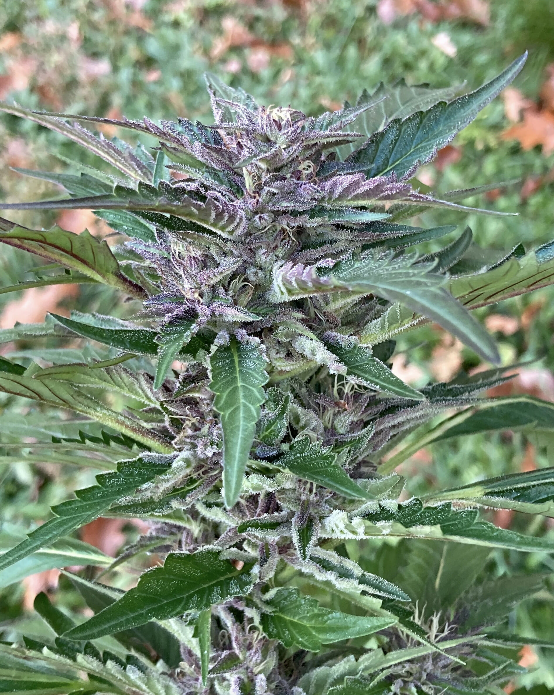 Dandelion Gum V3 (Pre 98 Bubba Kush x Super Silver Pupil) 7 Feminized Seeds - Image 3