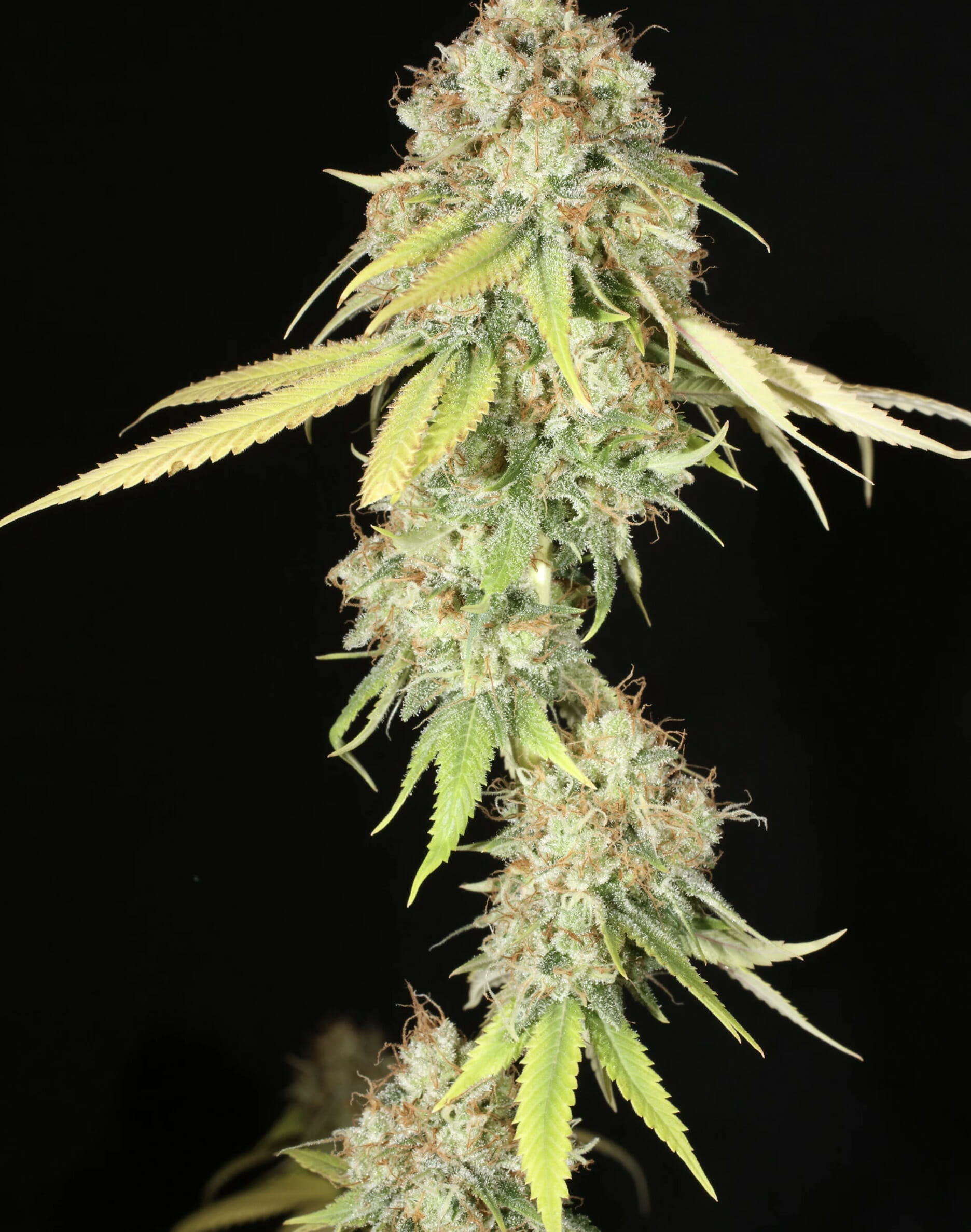 Dandelion Gum V3 (Pre 98 Bubba Kush x Super Silver Pupil) 7 Feminized Seeds - Image 4