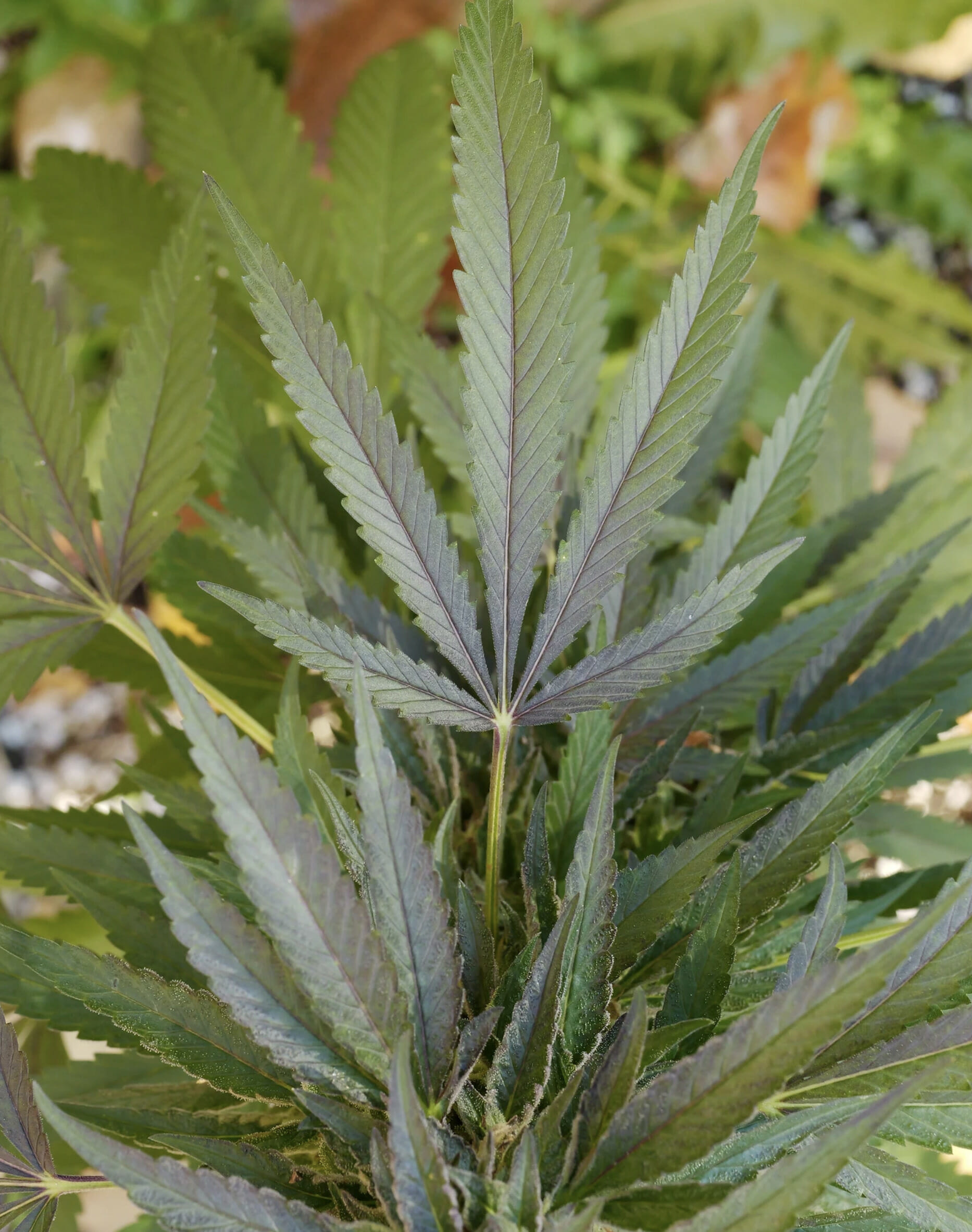 Dandelion Gum V3 (Pre 98 Bubba Kush x Super Silver Pupil) 7 Feminized Seeds - Image 6