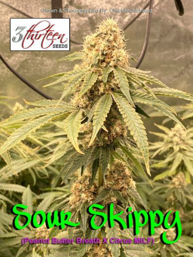 Sour Skippy F1 (Peanut Butter Breath x Citrus MILF) 7 Feminized Seeds