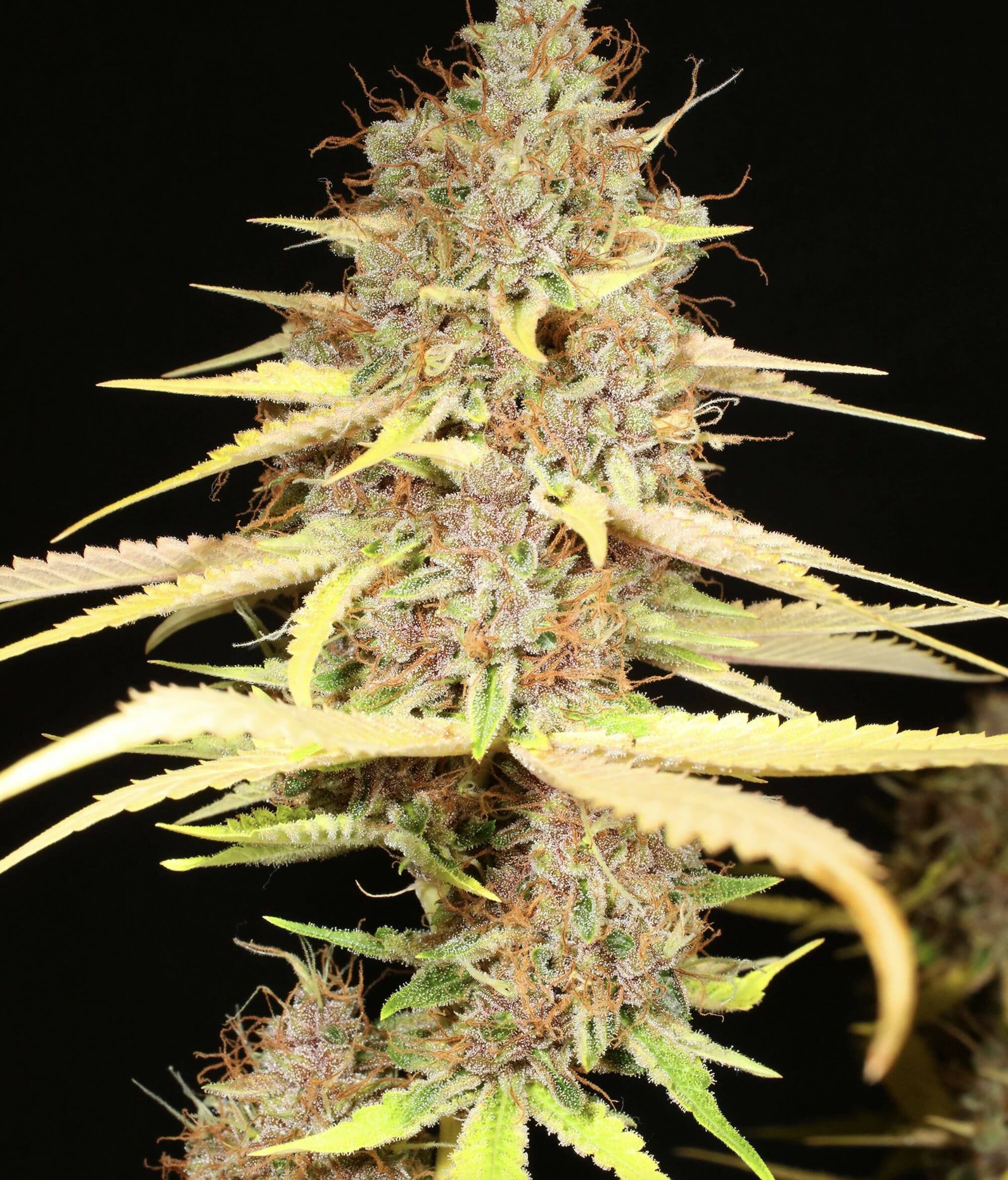Super Silver Pupil S1 (Super Silver Haze x Star Pupil) 7 Feminized Seeds - Image 2