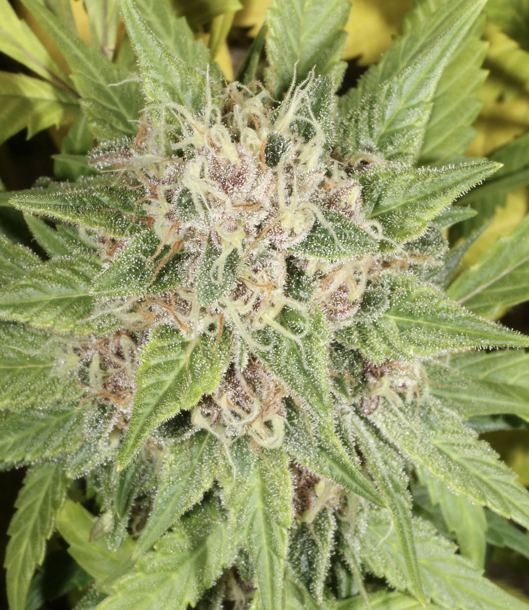 Super Silver Pupil S1 (Super Silver Haze x Star Pupil) 7 Feminized Seeds - Image 8