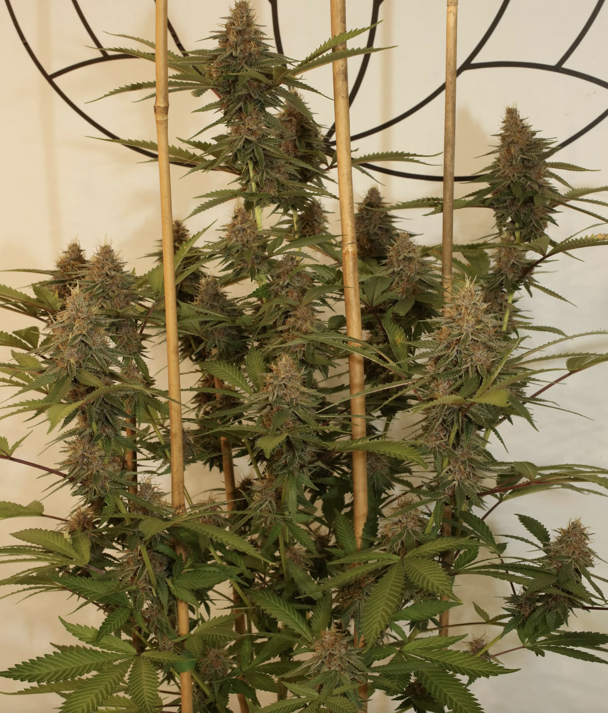 Super Silver Pupil S1 (Super Silver Haze x Star Pupil) 7 Feminized Seeds - Image 3