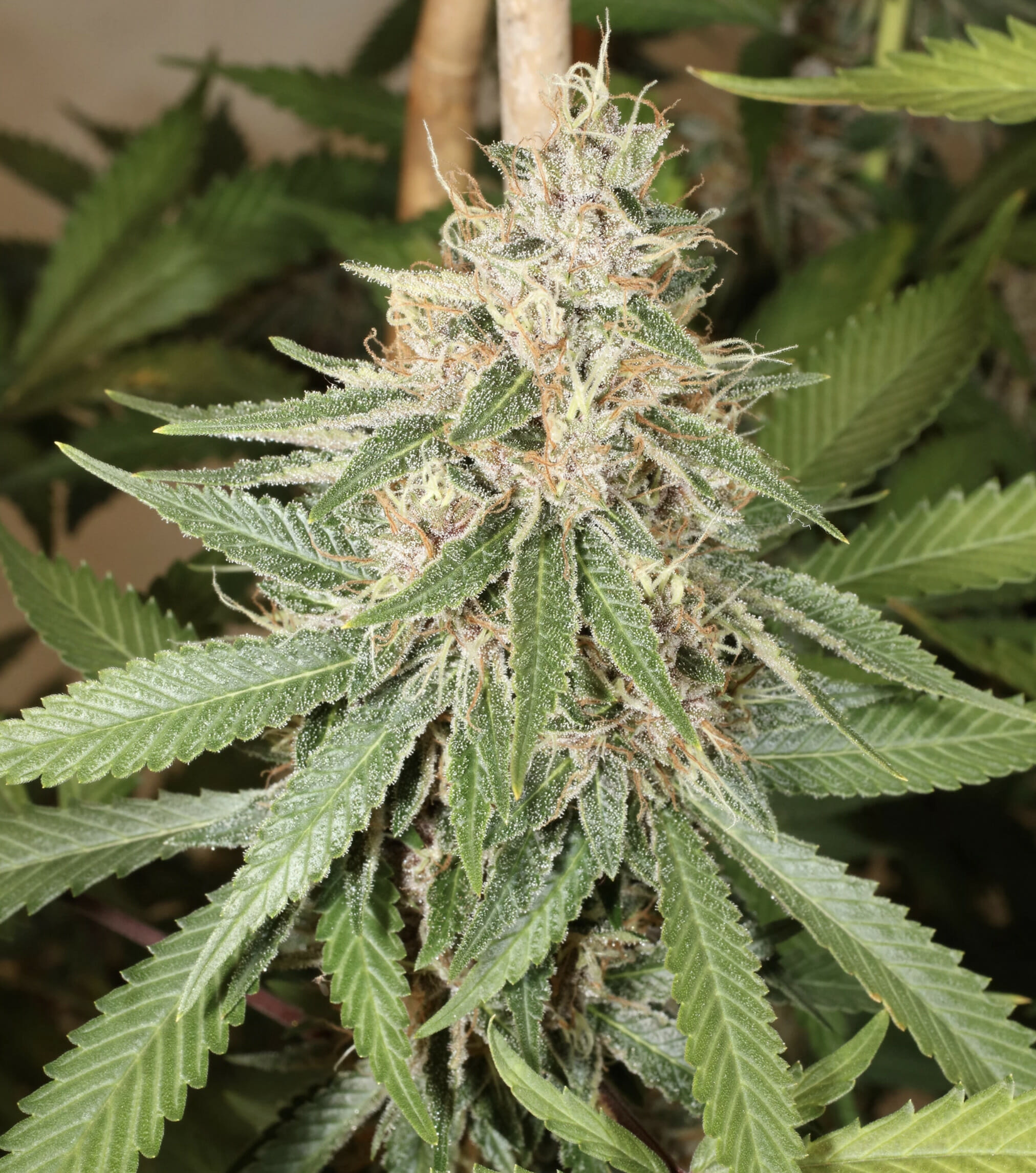 Super Silver Pupil S1 (Super Silver Haze x Star Pupil) 7 Feminized Seeds - Image 4