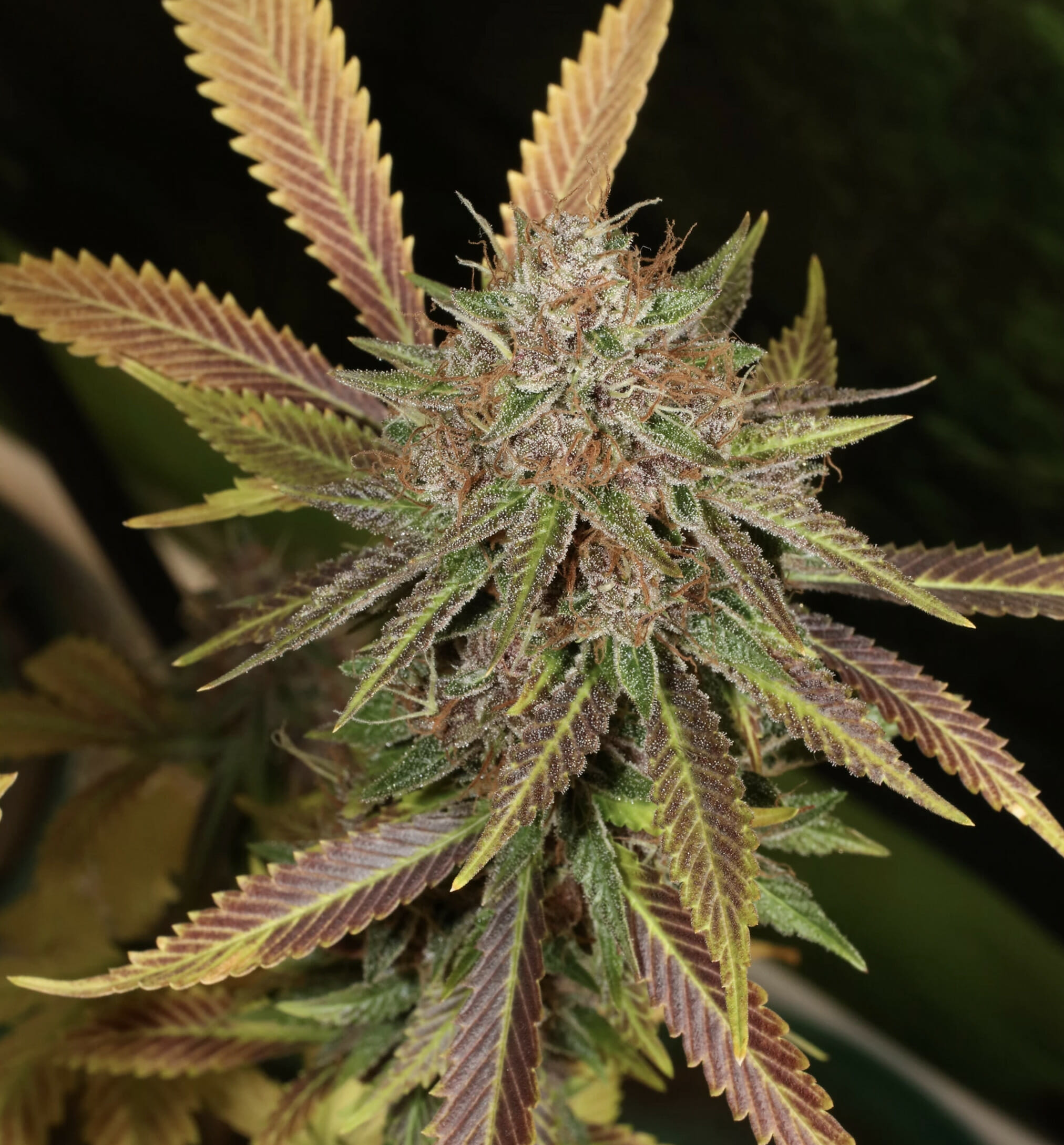 Super Silver Pupil S1 (Super Silver Haze x Star Pupil) 7 Feminized Seeds - Image 5