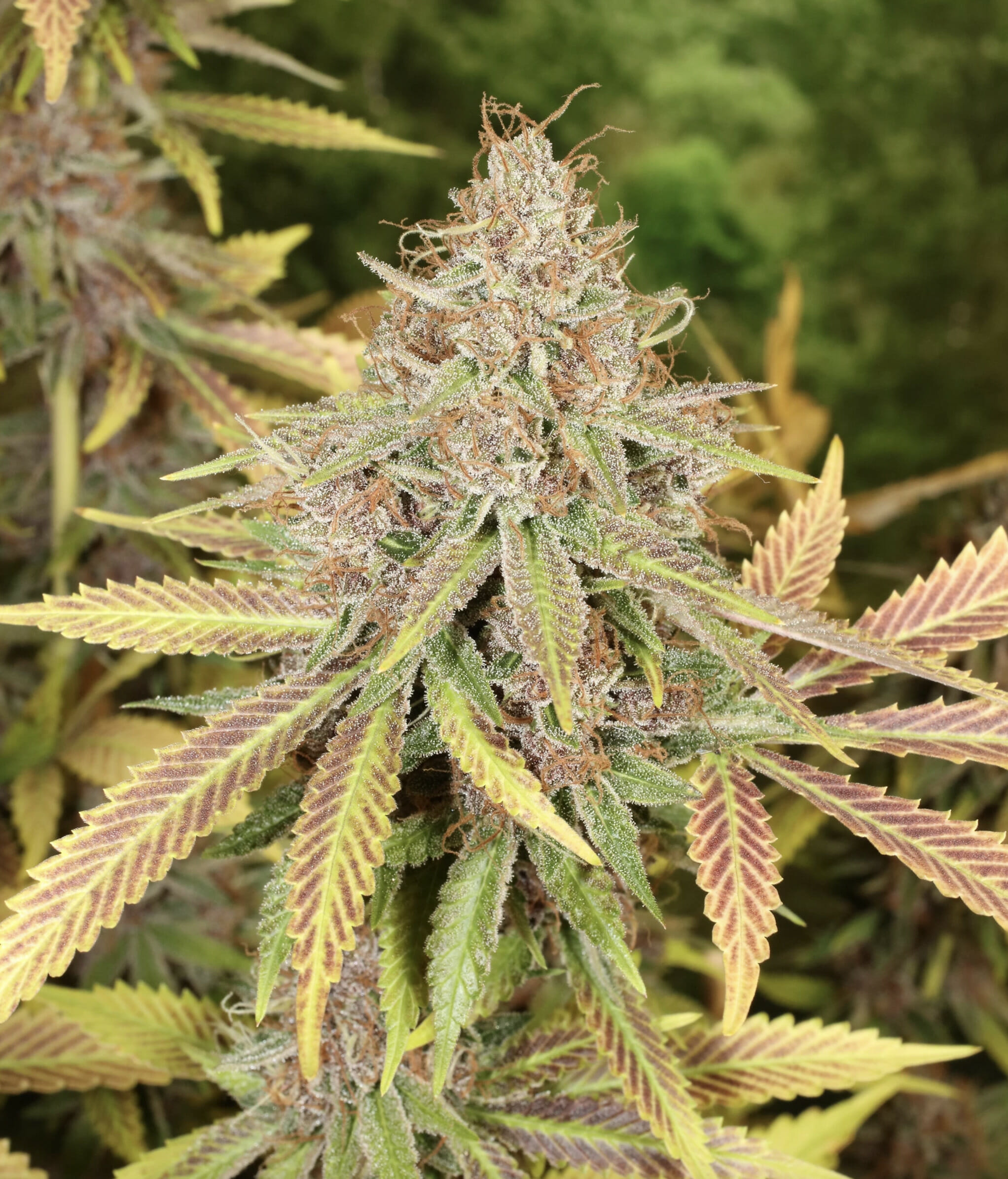 Super Silver Pupil S1 (Super Silver Haze x Star Pupil) 7 Feminized Seeds