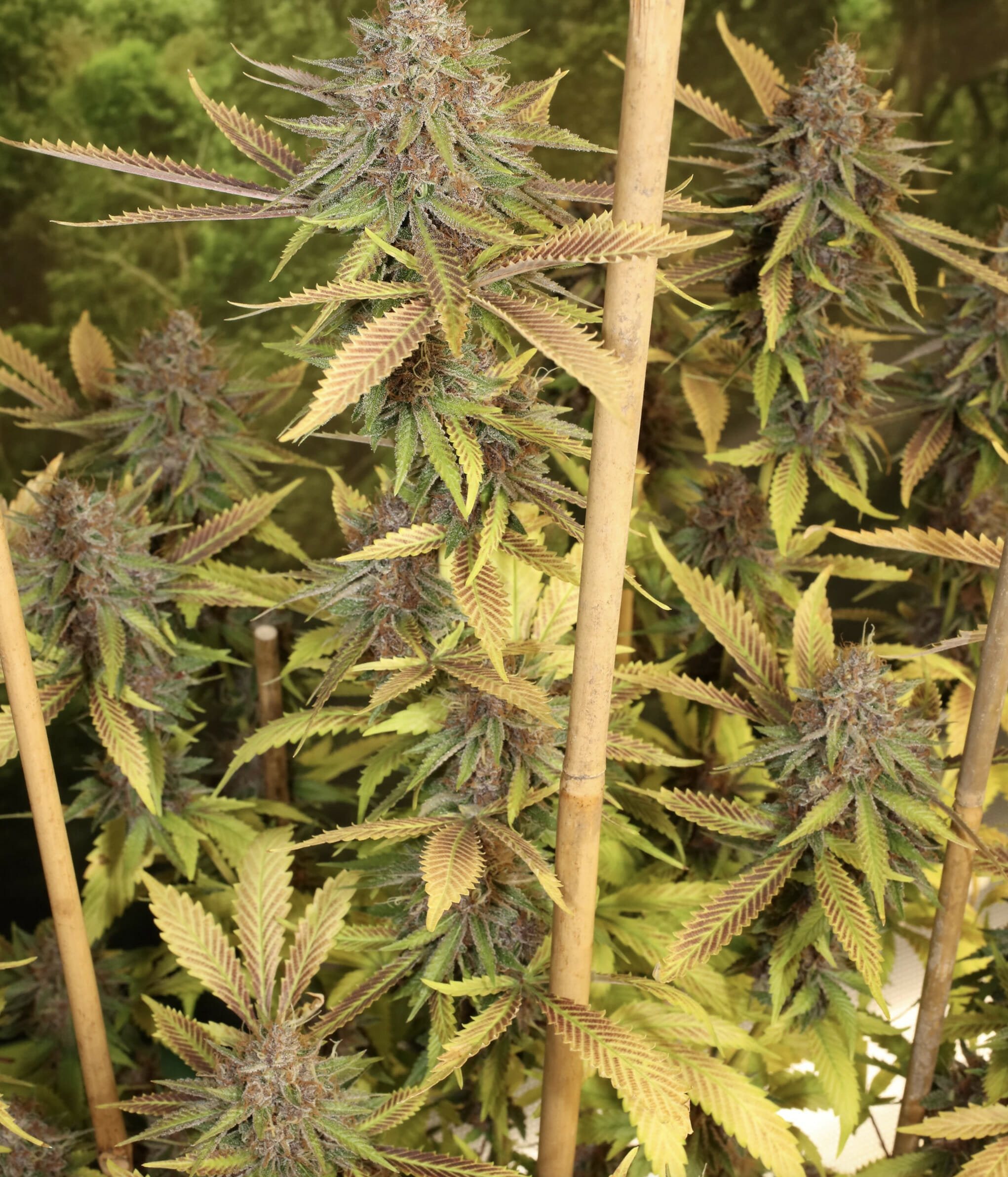 Super Silver Pupil S1 (Super Silver Haze x Star Pupil) 7 Feminized Seeds - Image 6