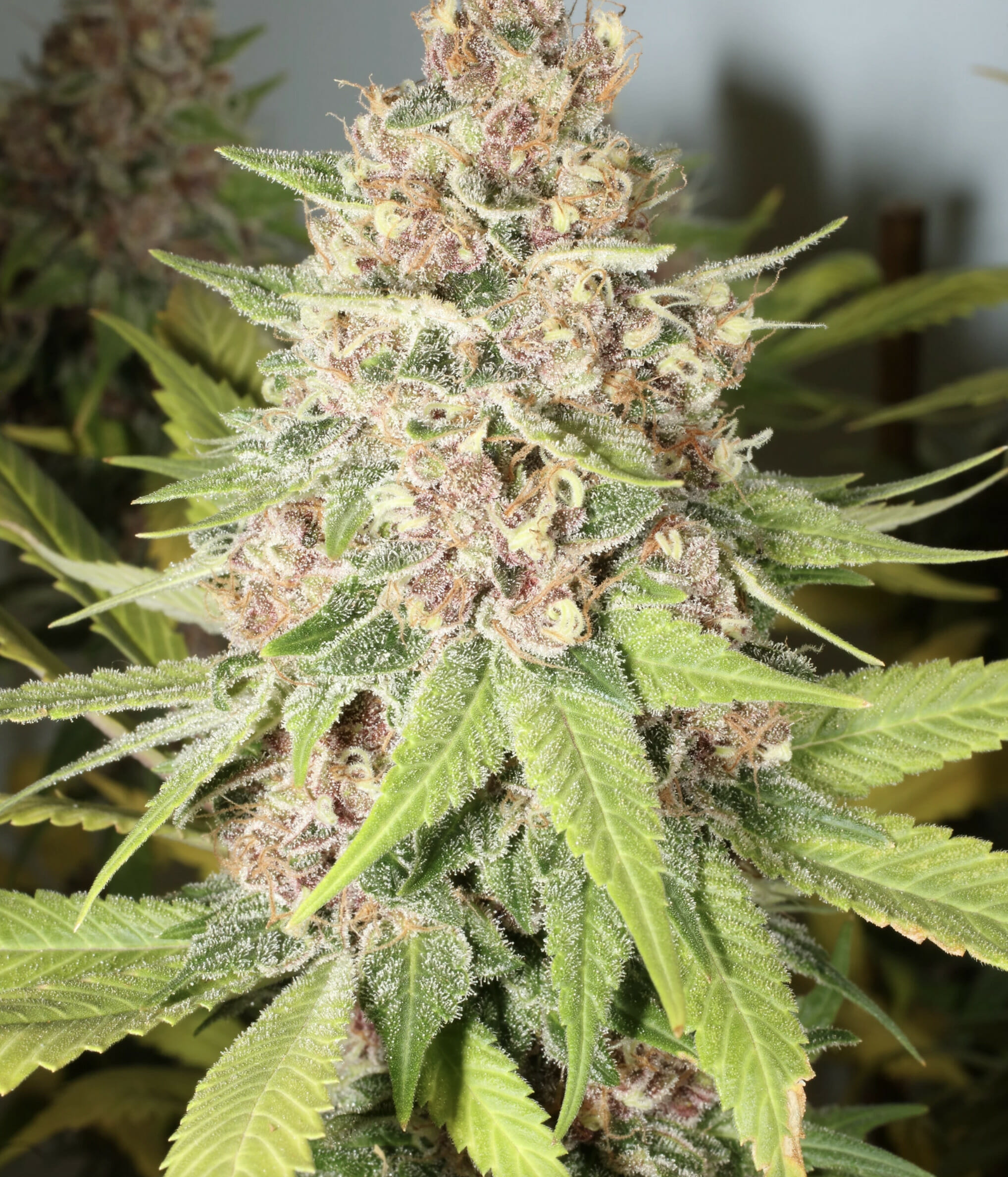 Super Silver Pupil S1 (Super Silver Haze x Star Pupil) 7 Feminized Seeds - Image 7