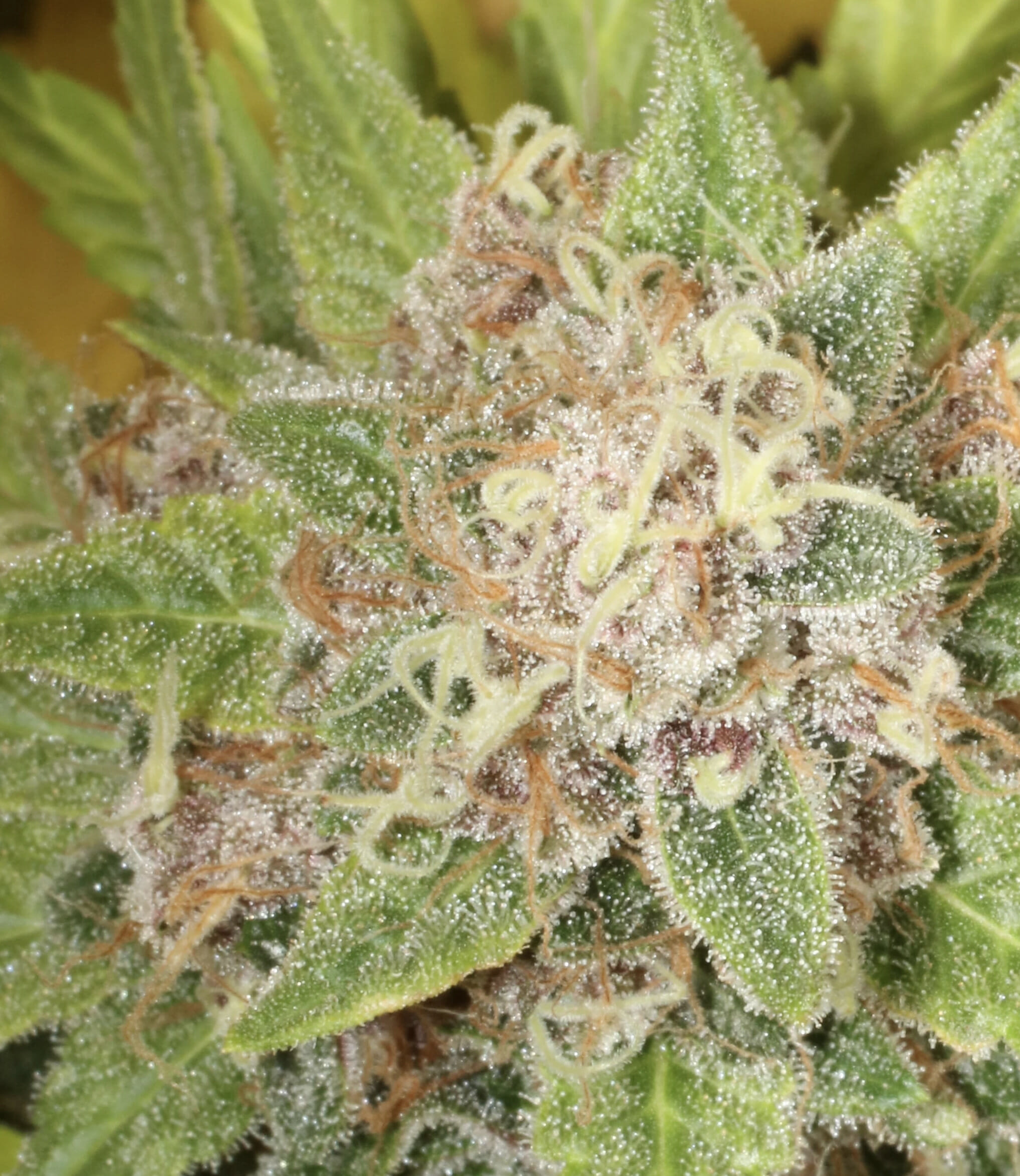 Super Silver Pupil S1 (Super Silver Haze x Star Pupil) 7 Feminized Seeds - Image 9