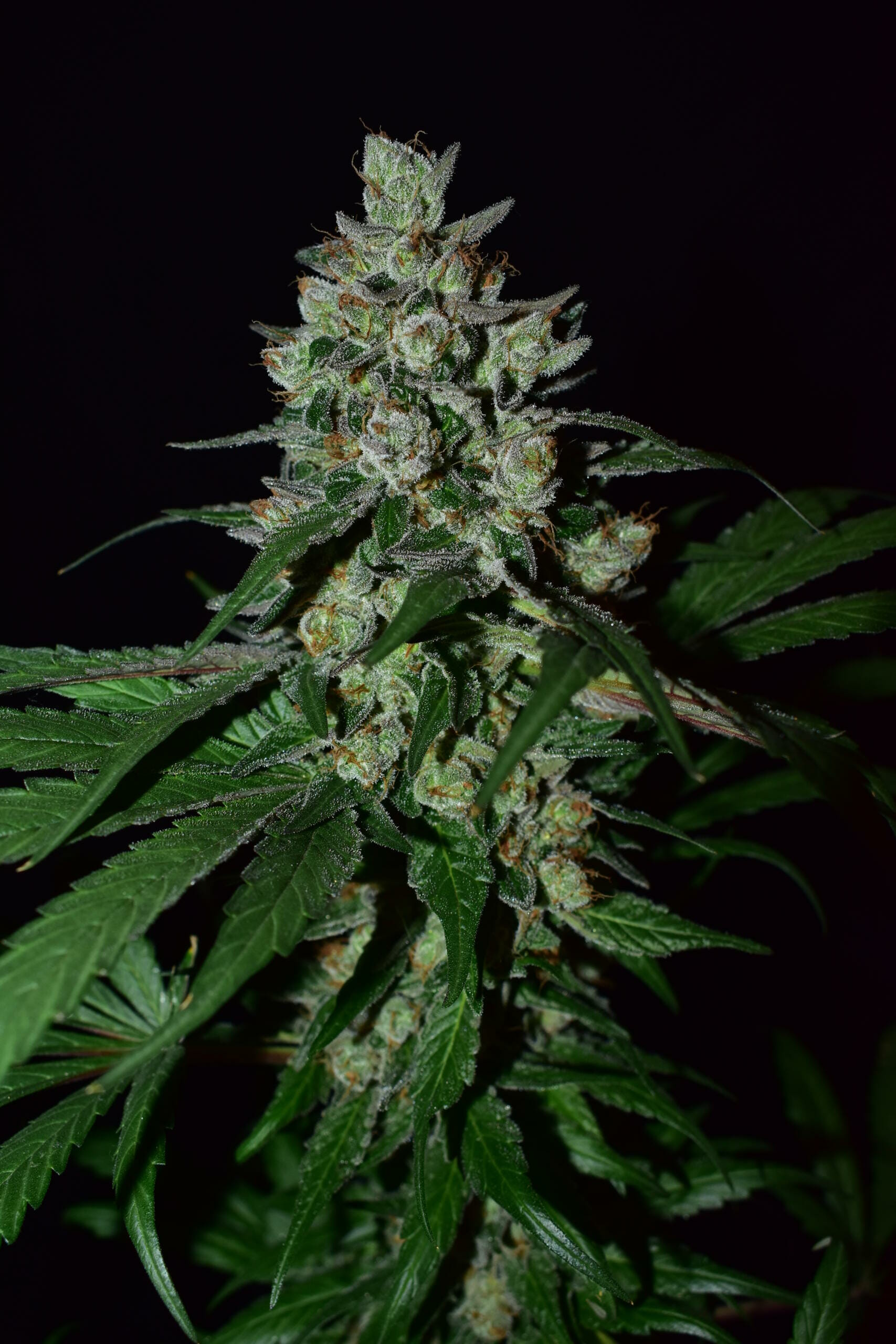 Blue Licorice F1 (Jagermeister x Dj Short F4 K45) 13 Regular Seeds