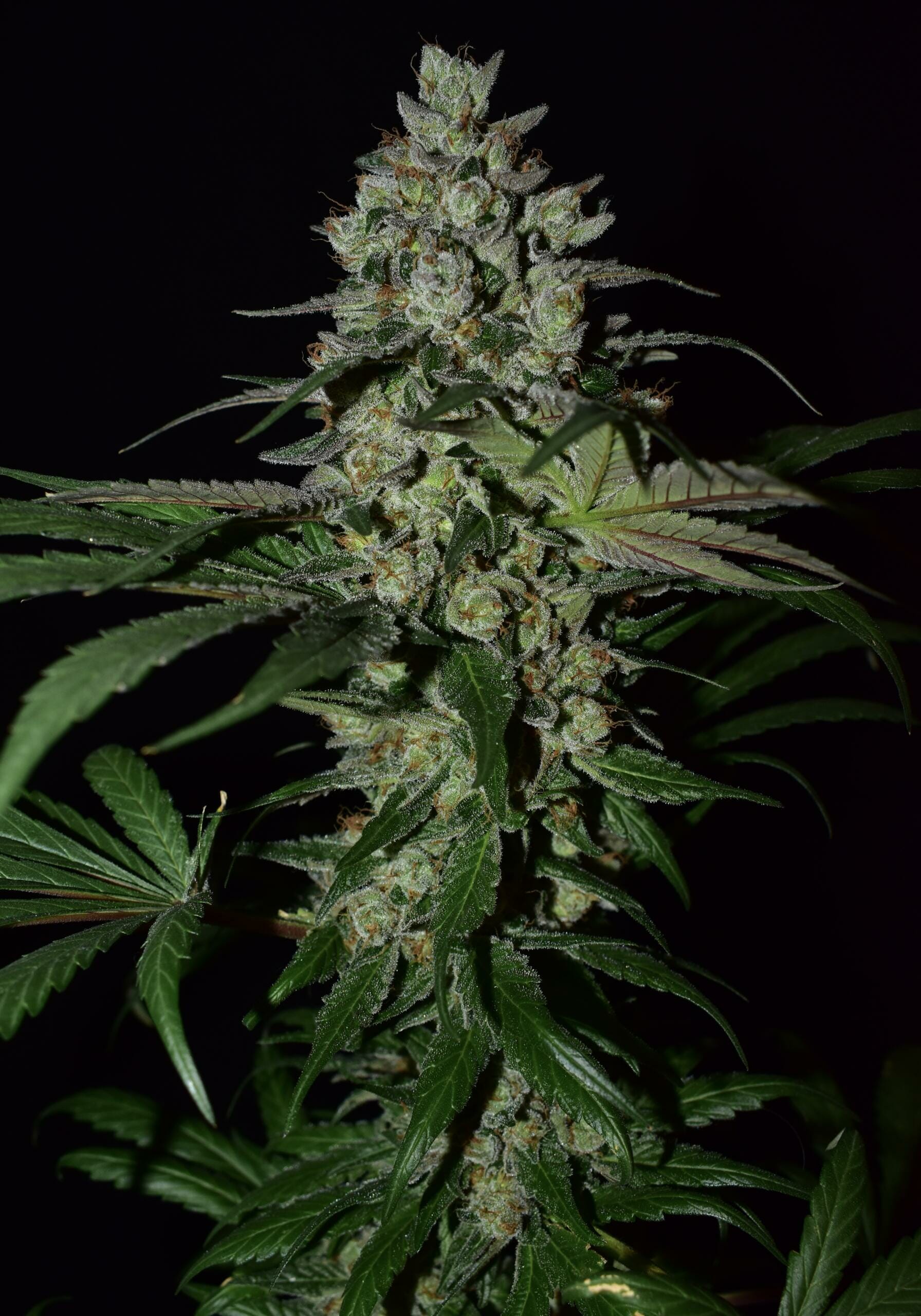 Blue Licorice F1 (Jagermeister x Dj Short F4 K45) 13 Regular Seeds - Image 4