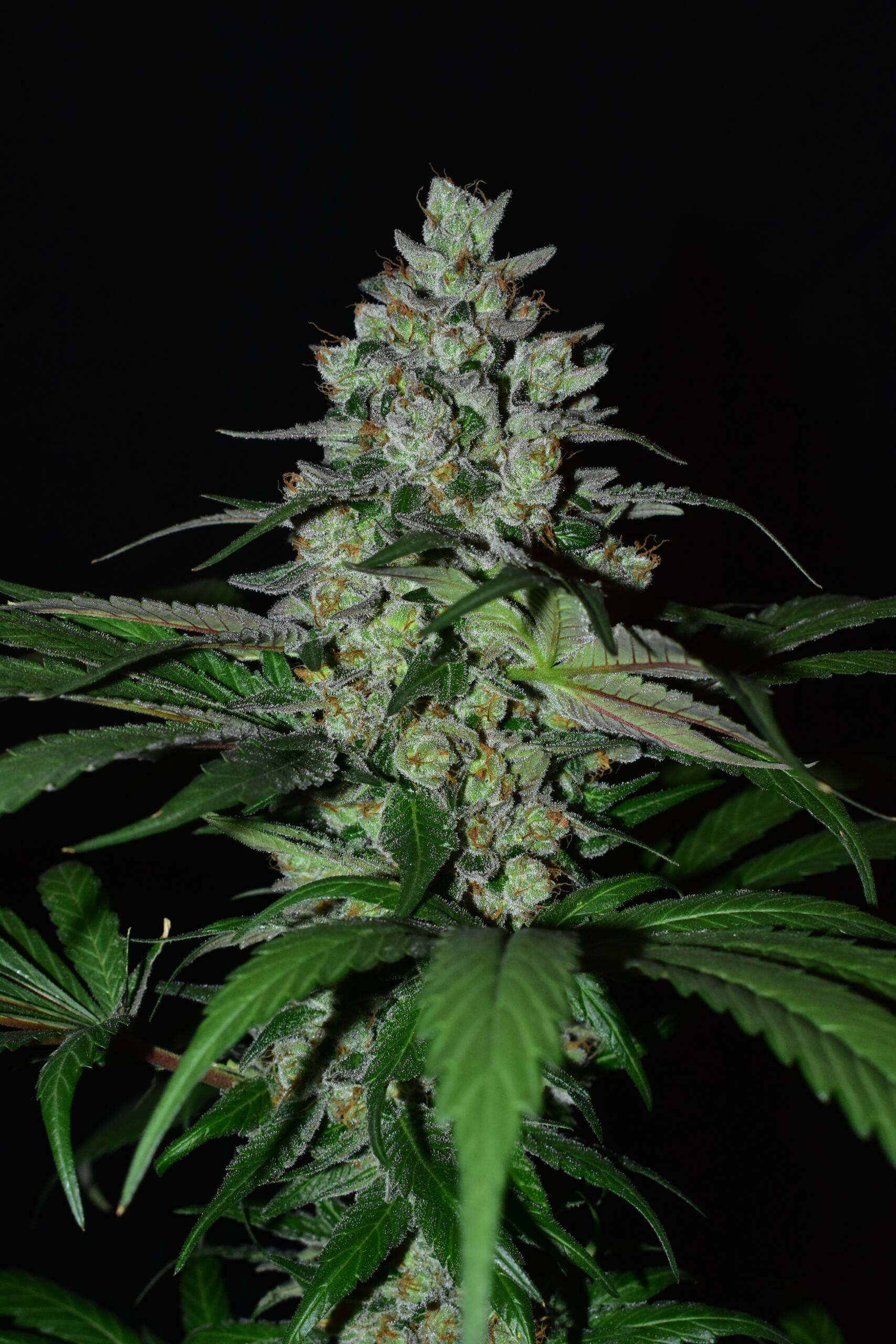 Blue Licorice F1 (Jagermeister x Dj Short F4 K45) 13 Regular Seeds - Image 6