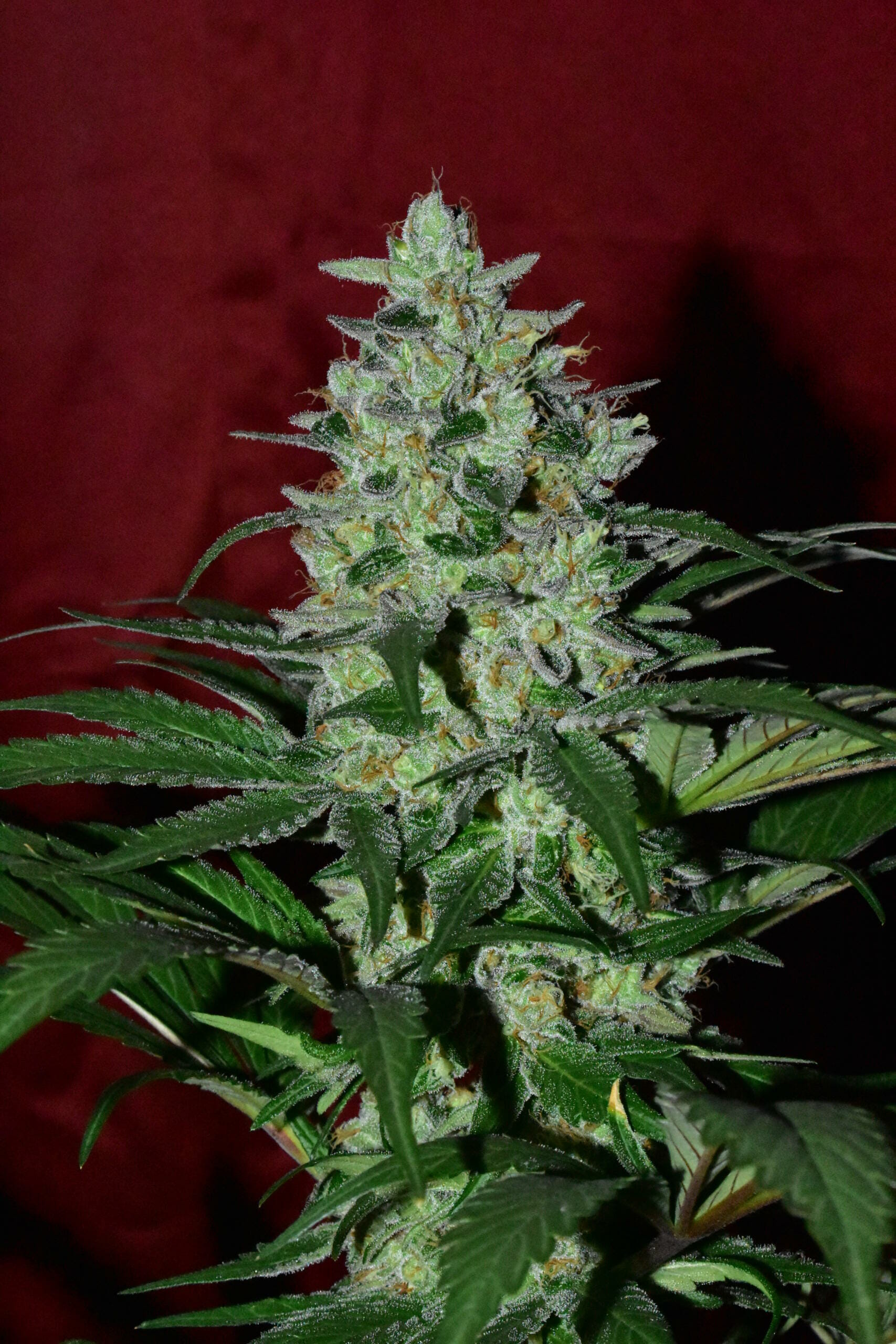 Blue Licorice F1 (Jagermeister x Dj Short F4 K45) 13 Regular Seeds - Image 7