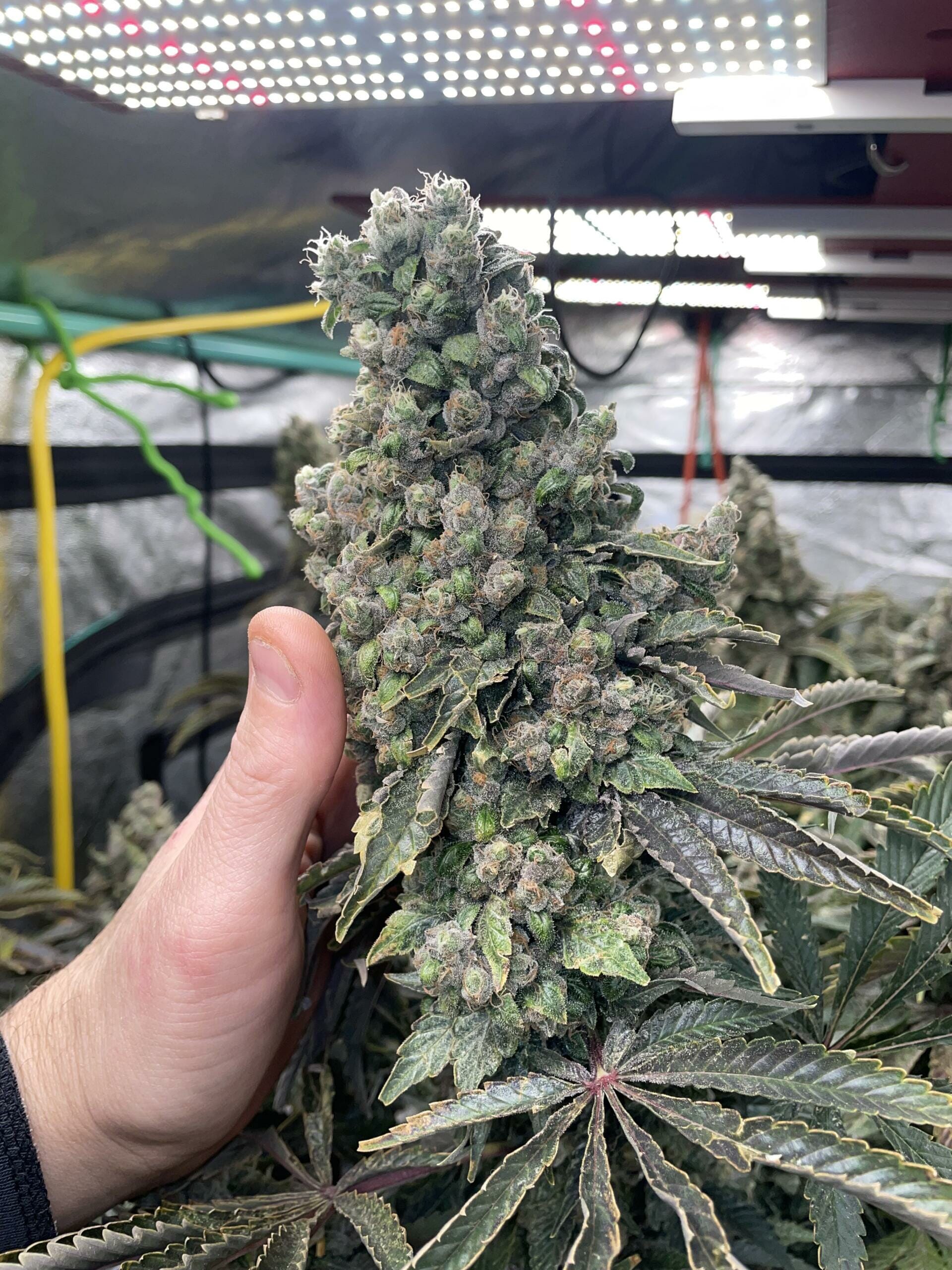 Double Dose Diesel Bud in Hand by Spark scaled