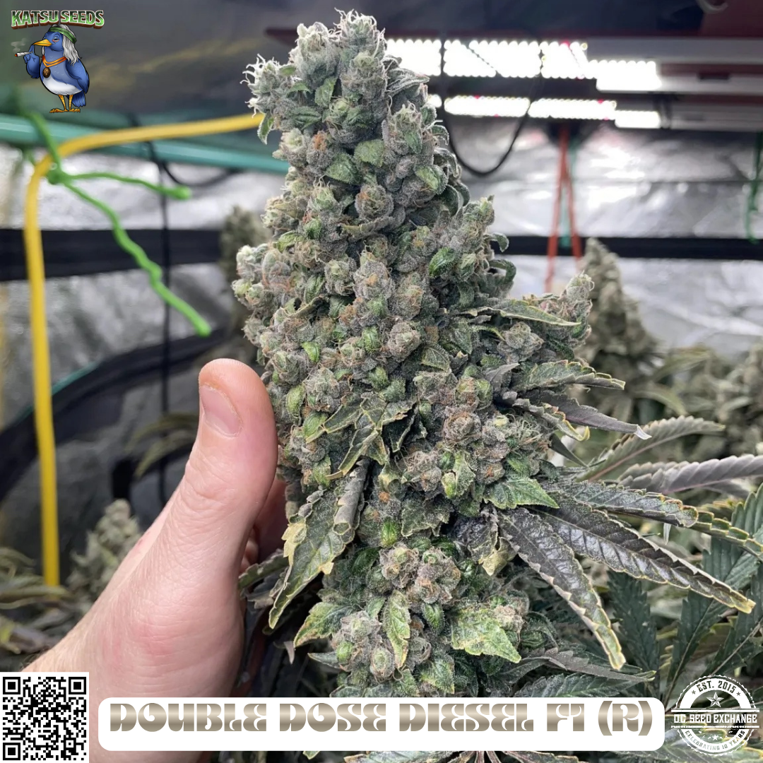 Double Dose Diesel F1 IG