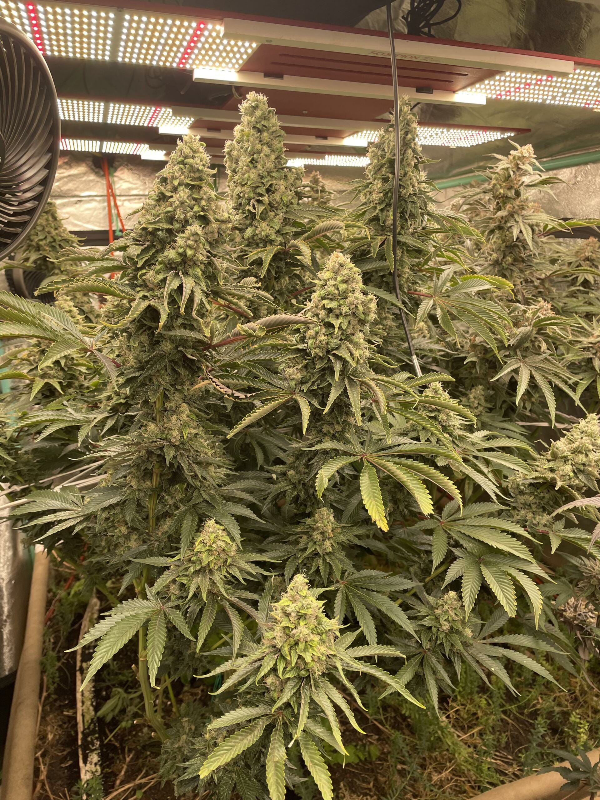 Double Dose Diesel Full Frontal Plant and Bud Shot by Spark scaled