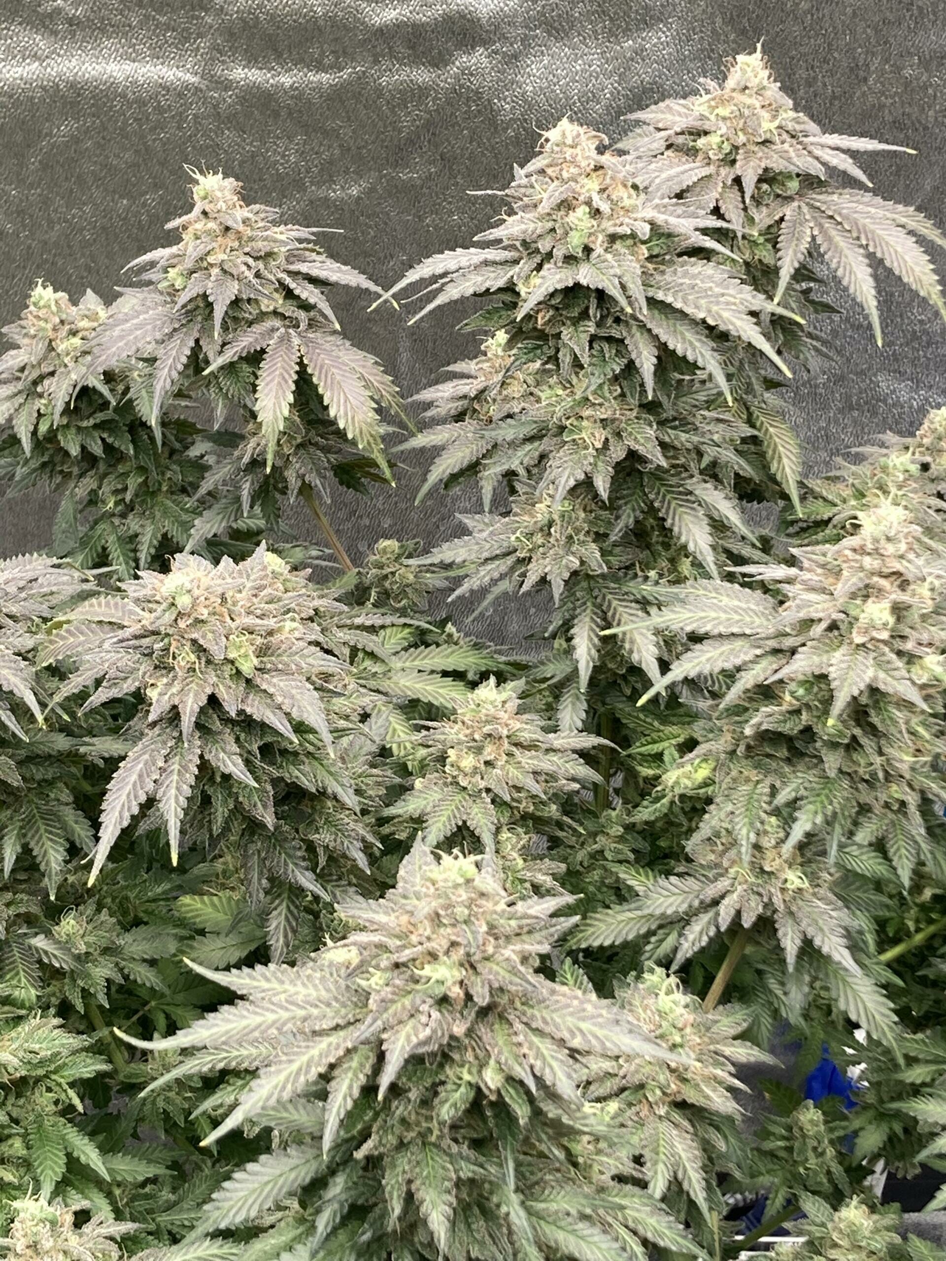 Gas Melons F1 (Watermelon x Sour Diesel) 10 Regular Seeds