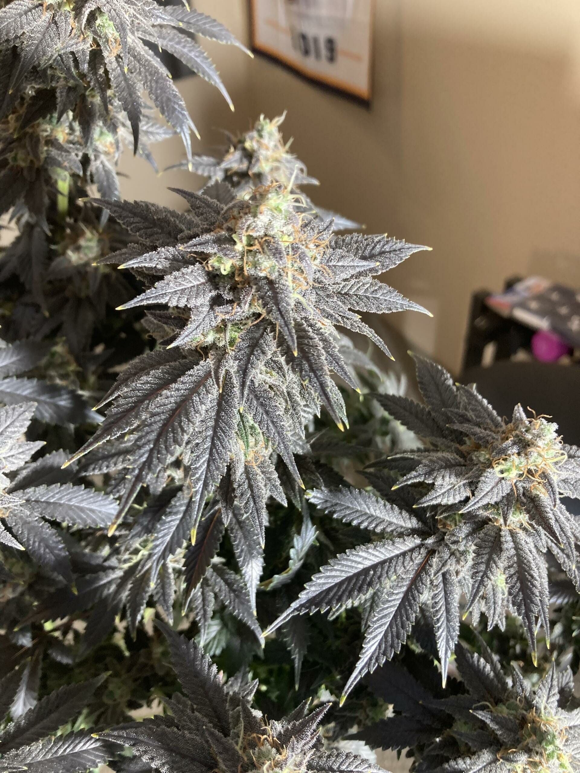 Gas Melons F1 (Watermelon x Sour Diesel) 10 Regular Seeds - Image 3