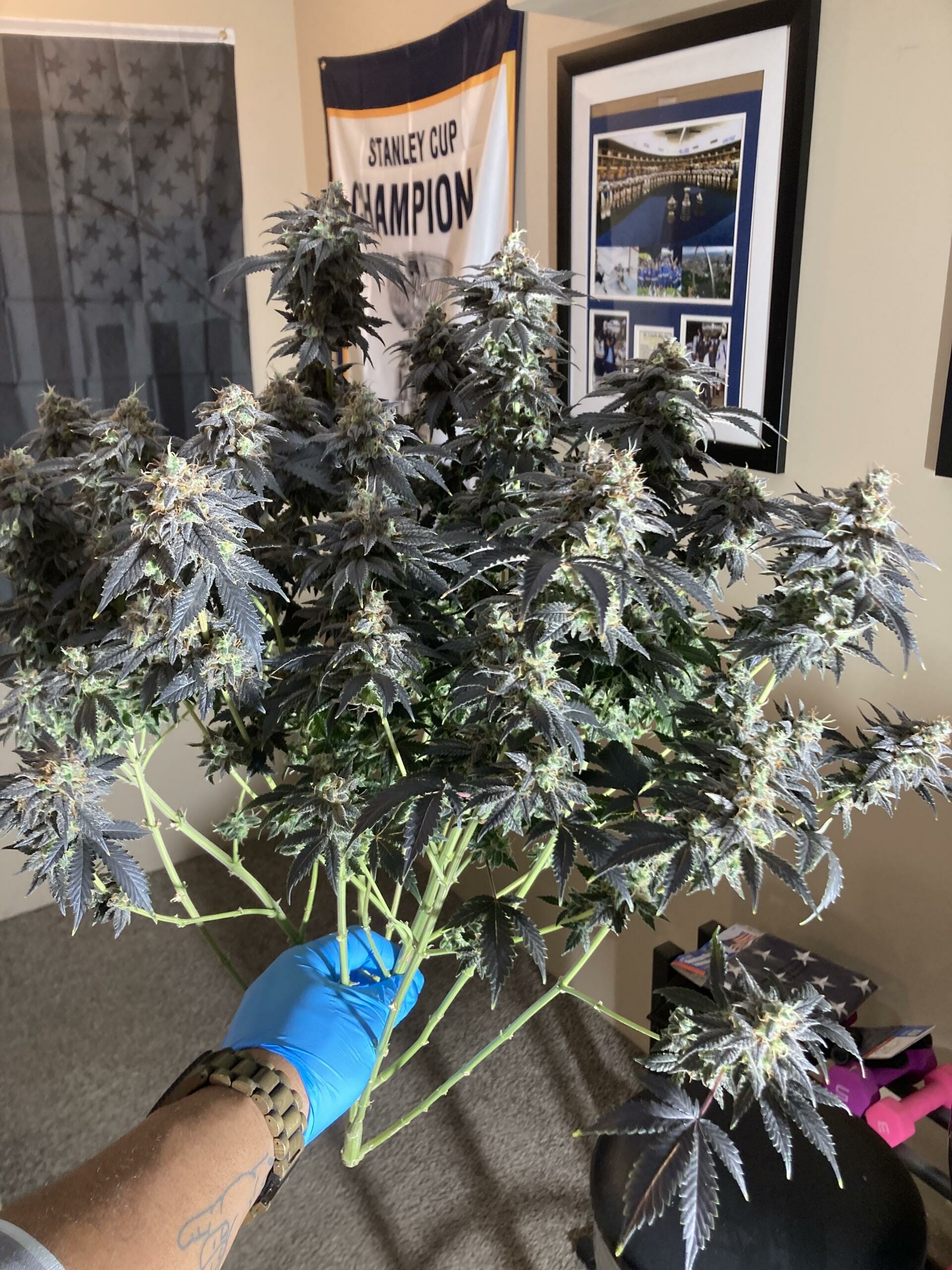Gas Melons F1 (Watermelon x Sour Diesel) 10 Regular Seeds - Image 2