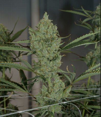 Juice Lord F1 (Prayer Tower Sativa #2 x Tangie) 13 Regular Seeds