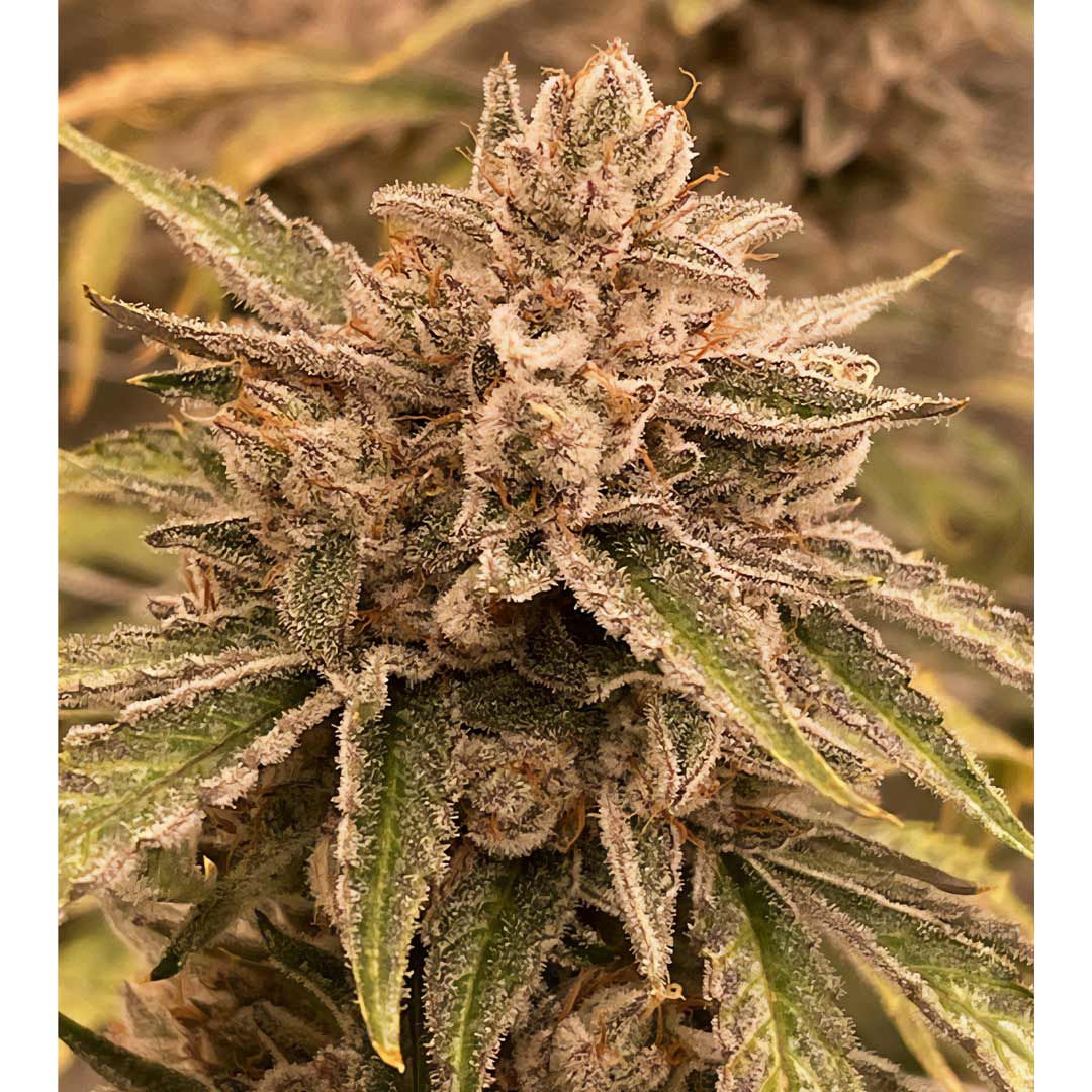 Pre 98 Episode 1 F4 Auto 3 Feminized Autoflower Seeds - Image 2