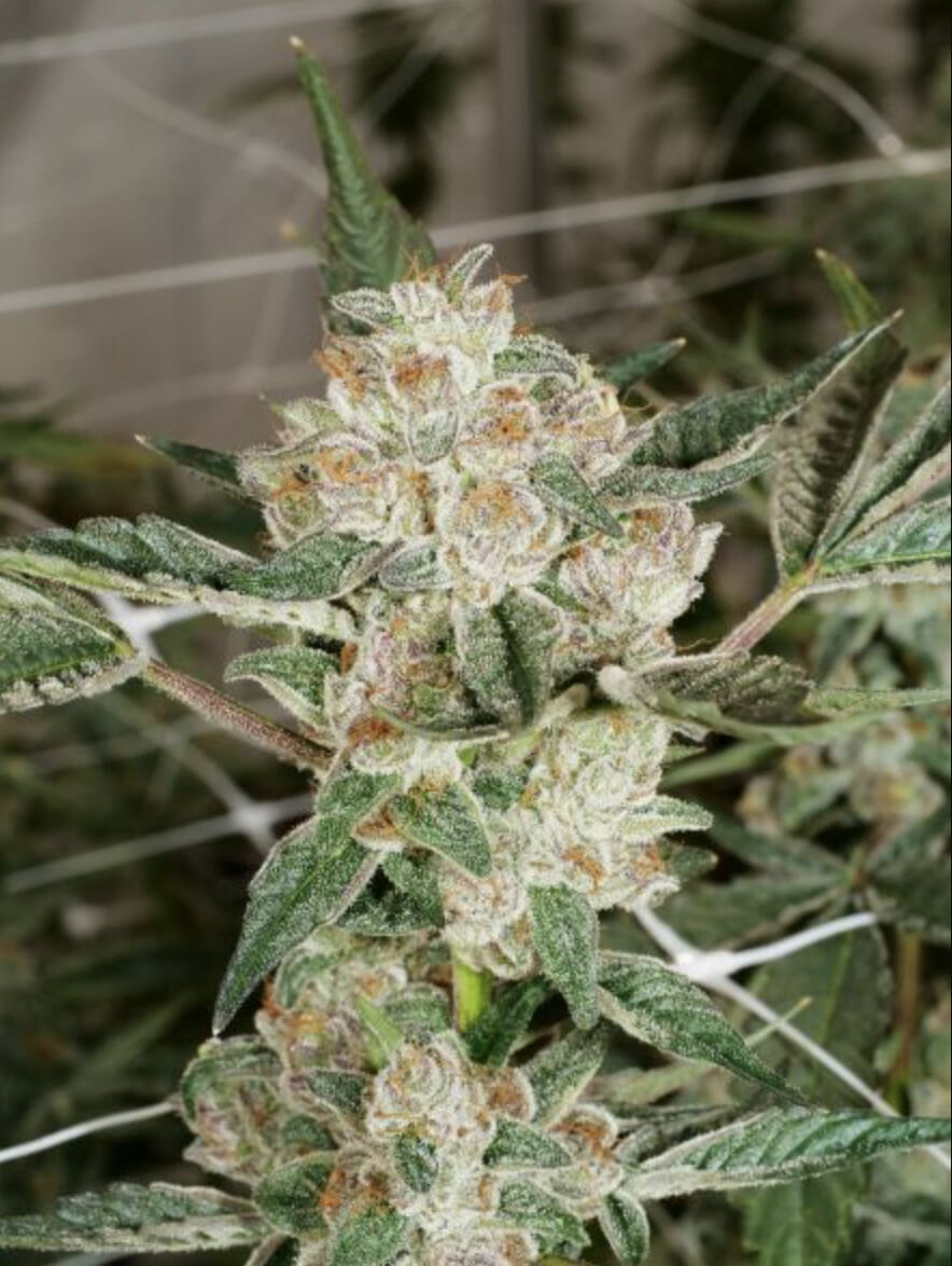 Secret Project F1 (Star Pupil x Heartbreaker) 13 Regular Seeds