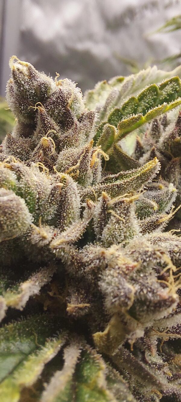 Spice Melange F1 Auto 3 Feminized Autoflower Seeds - Image 3