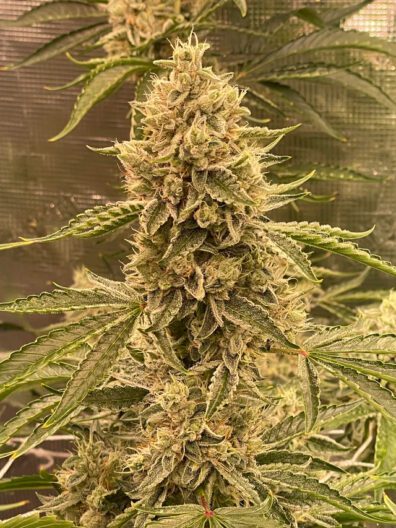Pre 98 Episode 1 F4 Auto 3 Feminized Autoflower Seeds
