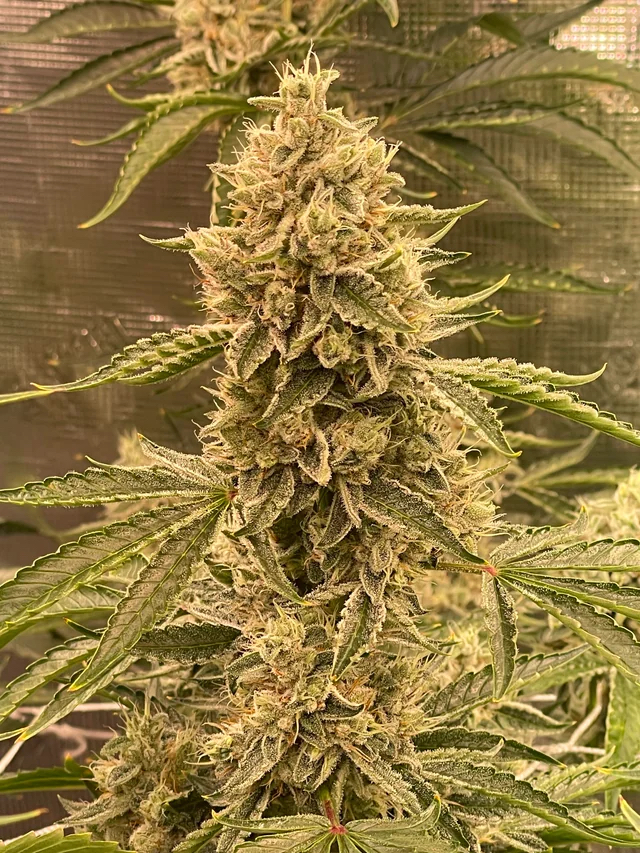 Pre 98 Episode 1 F4 Auto 3 Feminized Autoflower Seeds