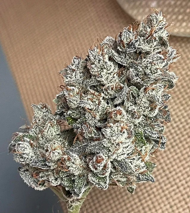 Pre 98 Episode 1 F4 Auto 3 Feminized Autoflower Seeds - Image 3