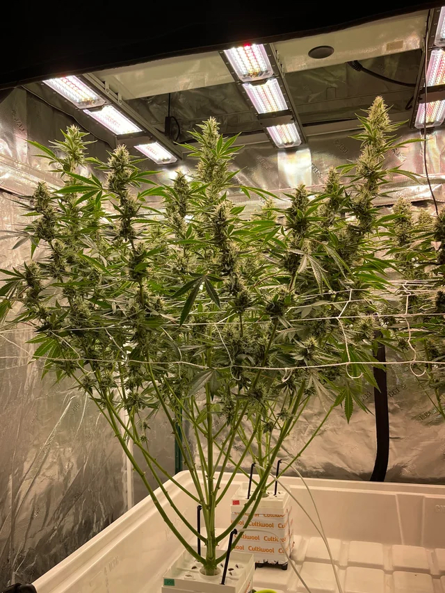 Pre 98 Episode 1 F4 Auto 3 Feminized Autoflower Seeds - Image 4