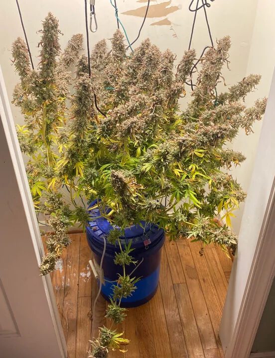 Spice Melange F1 Auto 3 Feminized Autoflower Seeds