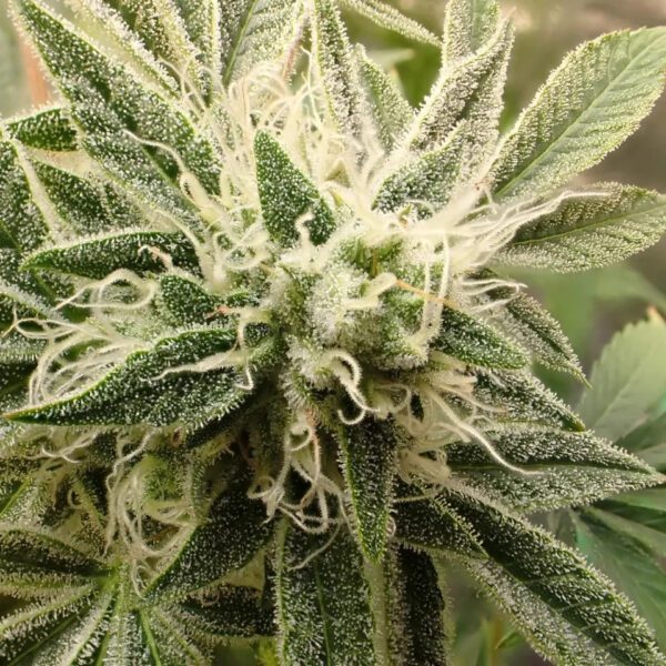 Spice Melange F1 Auto 3 Feminized Autoflower Seeds - Image 2